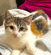 adoptable Cat in harrisburg, PA named Kate