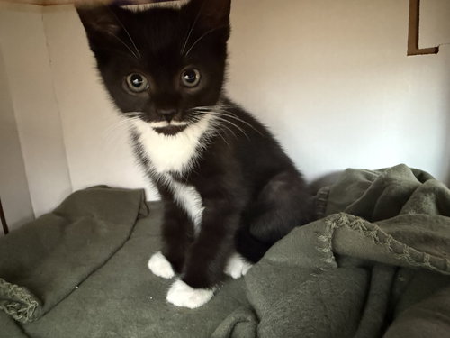 DALI - Domestic Short Hair available for adoption