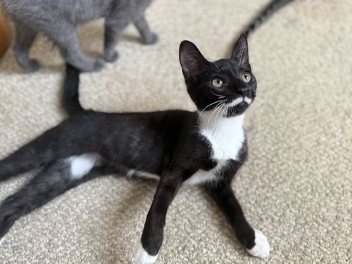 DALI - Domestic Short Hair available for adoption