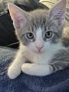 adoptable Cat in Harrisburg, PA named Guinea