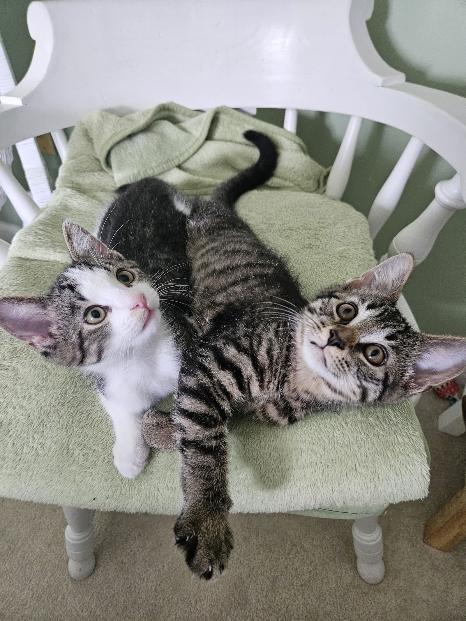 adoptable Cat in Harrisburg, PA named Landon