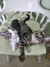 adoptable Cat in harrisburg, PA named Landon