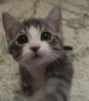 adoptable Cat in Harrisburg, PA named Tinsel