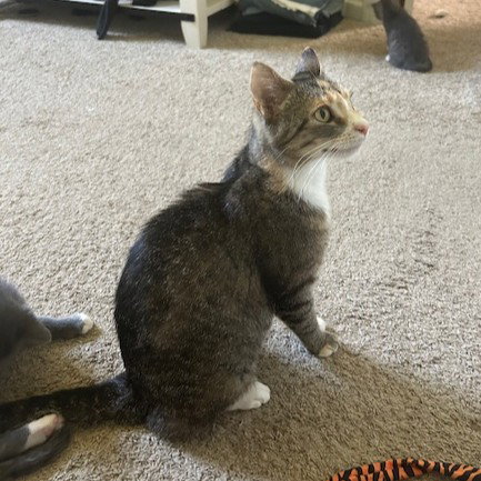 OLIVE - Domestic Short Hair available for adoption