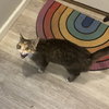 Olive - Photo 2