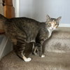 Olive - Photo 4