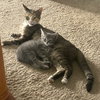 Olive - Photo 5