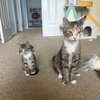 Olive - Photo 6