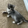 adoptable Cat in , PA named Ocean