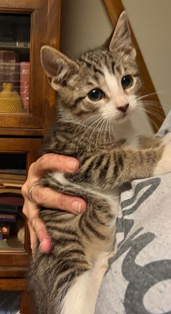 adoptable Cat in Harrisburg, PA named Milky Way (handsome choc tabby)