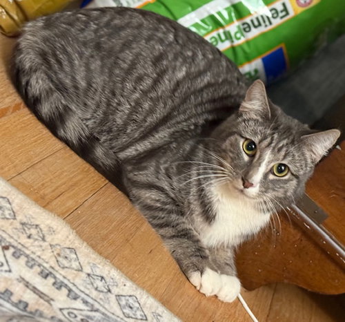 Edison, an adoptable Domestic Short Hair in Lemoyne, PA