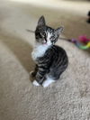 adoptable Cat in , PA named Beau Jack