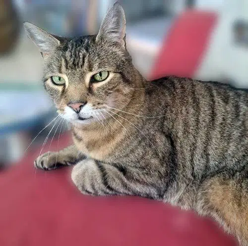 Albert - Domestic Short Hair
