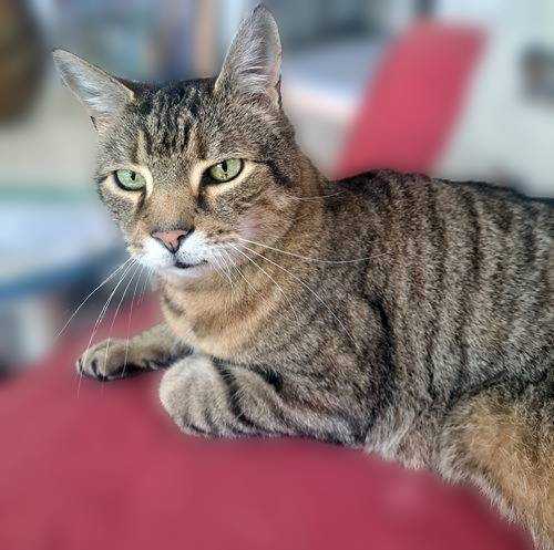 Albert, a cat for adoption from Loving Care Cat Rescue