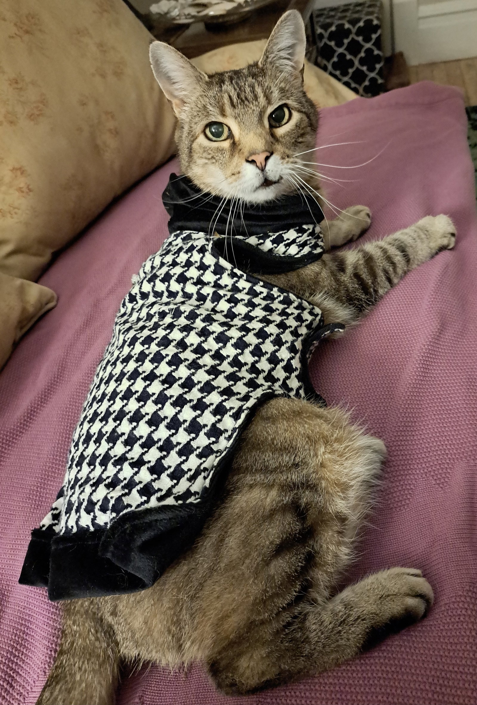 Freddie, photo 6