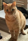 adoptable Cat in harrisburg, PA named Danny (goofy love bug adult)
