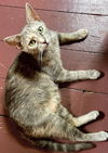 adoptable Cat in  named Alli