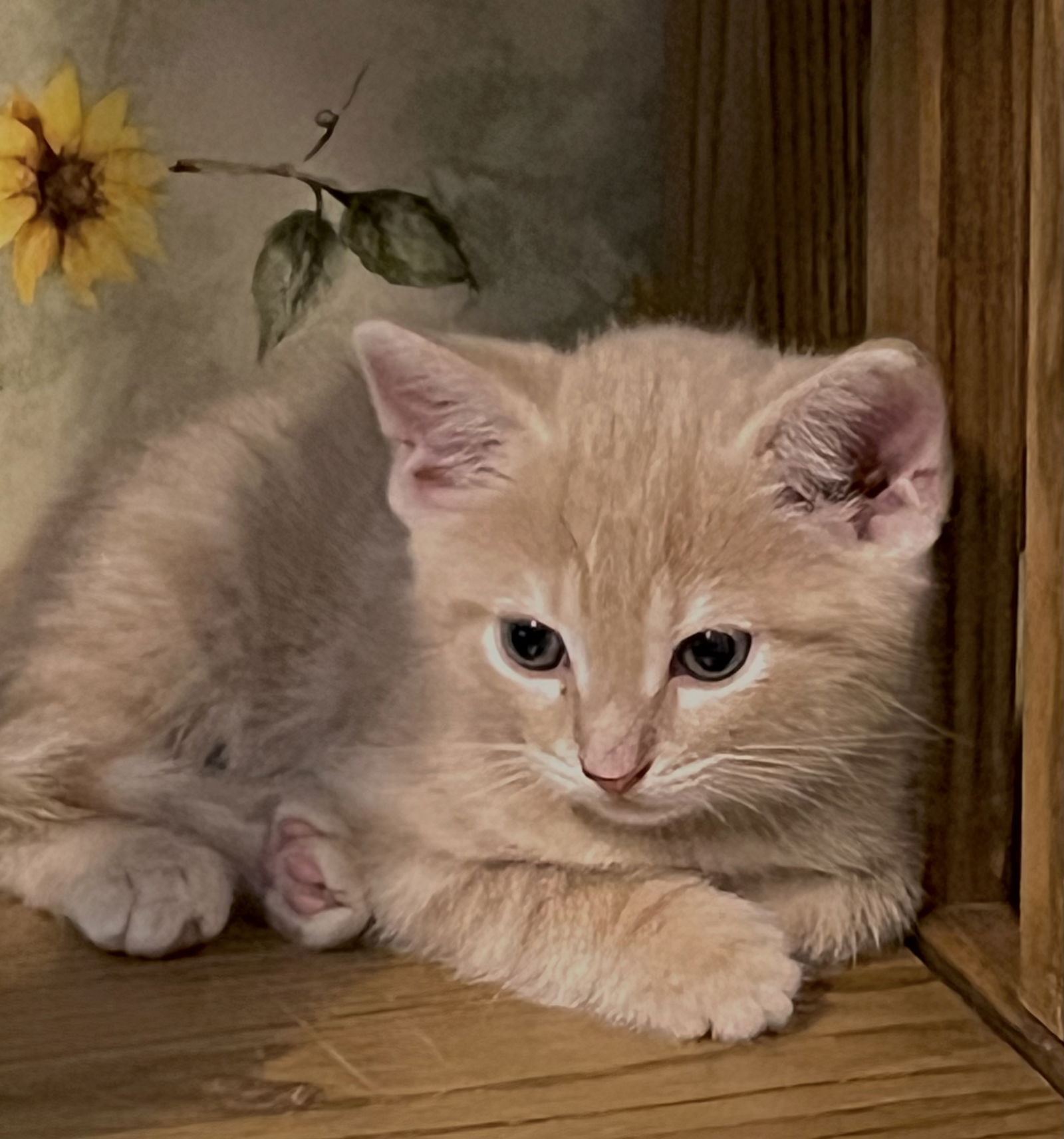 adoptable Cat in Spring Grove, PA named Argon (a real