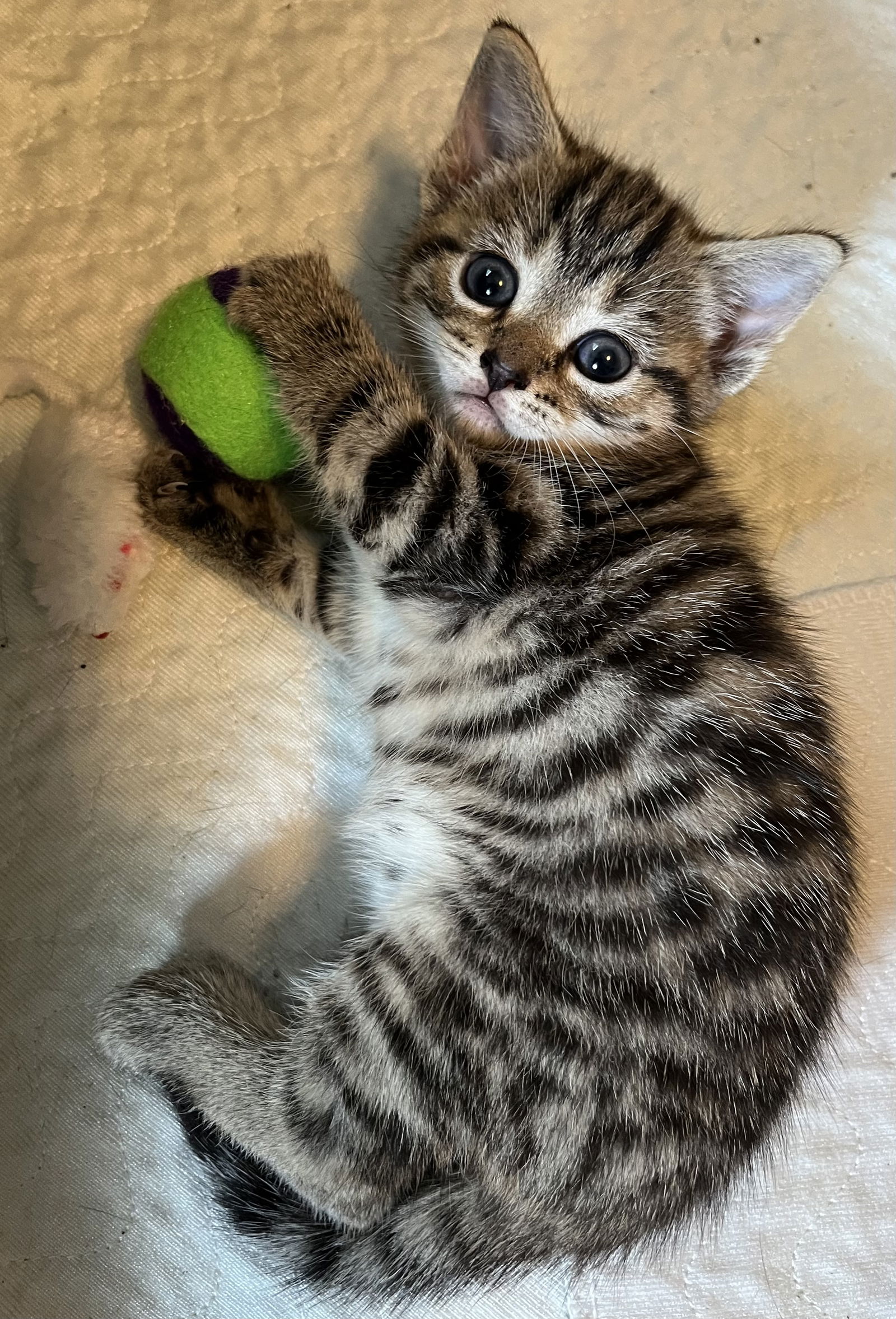 adoptable Cat in Spring Grove, PA named Ambrosia (loveable and petite little brown tabby)