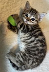 adoptable Cat in , PA named Ambrosia (loveable and petite little brown tabby)