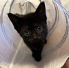 adoptable Cat in , PA named Aria (spunky little black kitten with moon eyes)