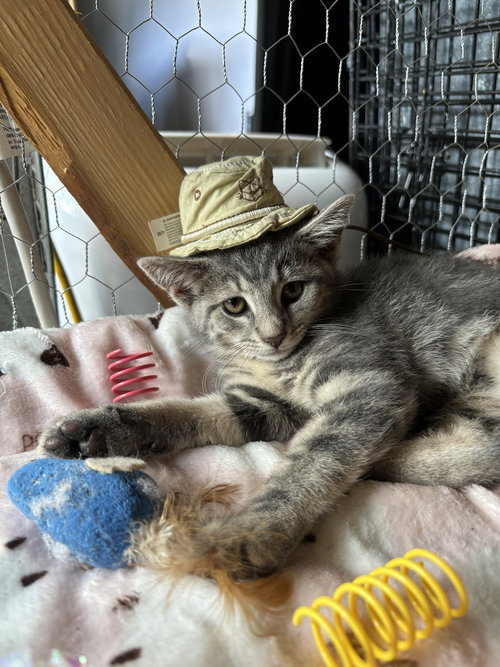picture of the cat needing adoption