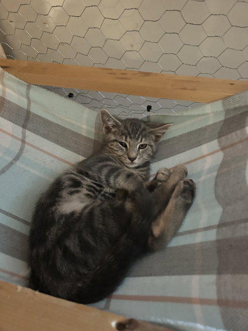 DAGGER - Domestic Short Hair available for adoption