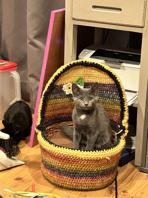 JEWEL - Domestic Short Hair available for adoption