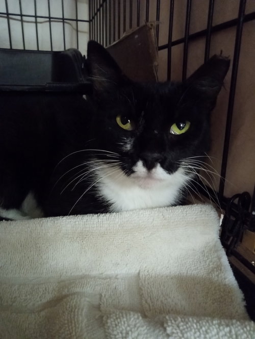 CRICKET - Domestic Short Hair / Tuxedo available for adoption