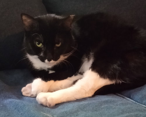 CRICKET - Domestic Short Hair / Tuxedo available for adoption