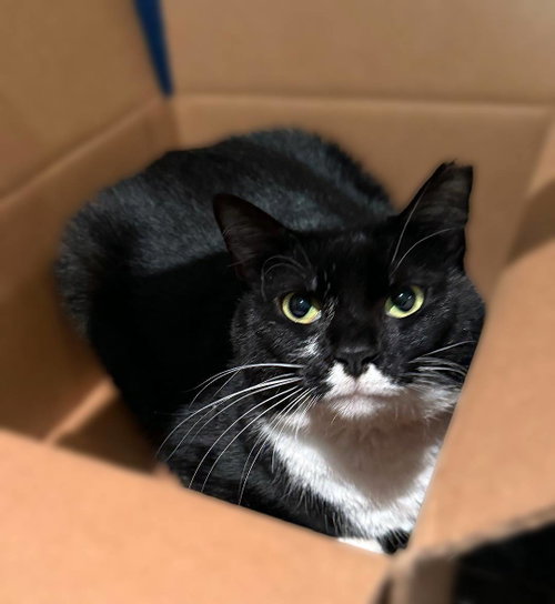 Cricket, a cat for adoption from Loving Care Cat Rescue