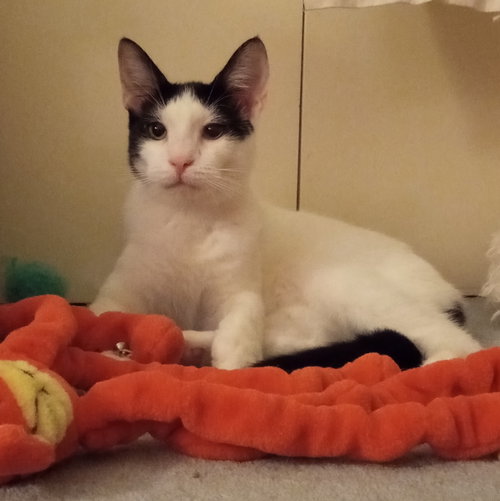 picture of the cat needing adoption