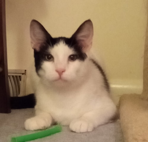 BEETLE - Domestic Short Hair available for adoption