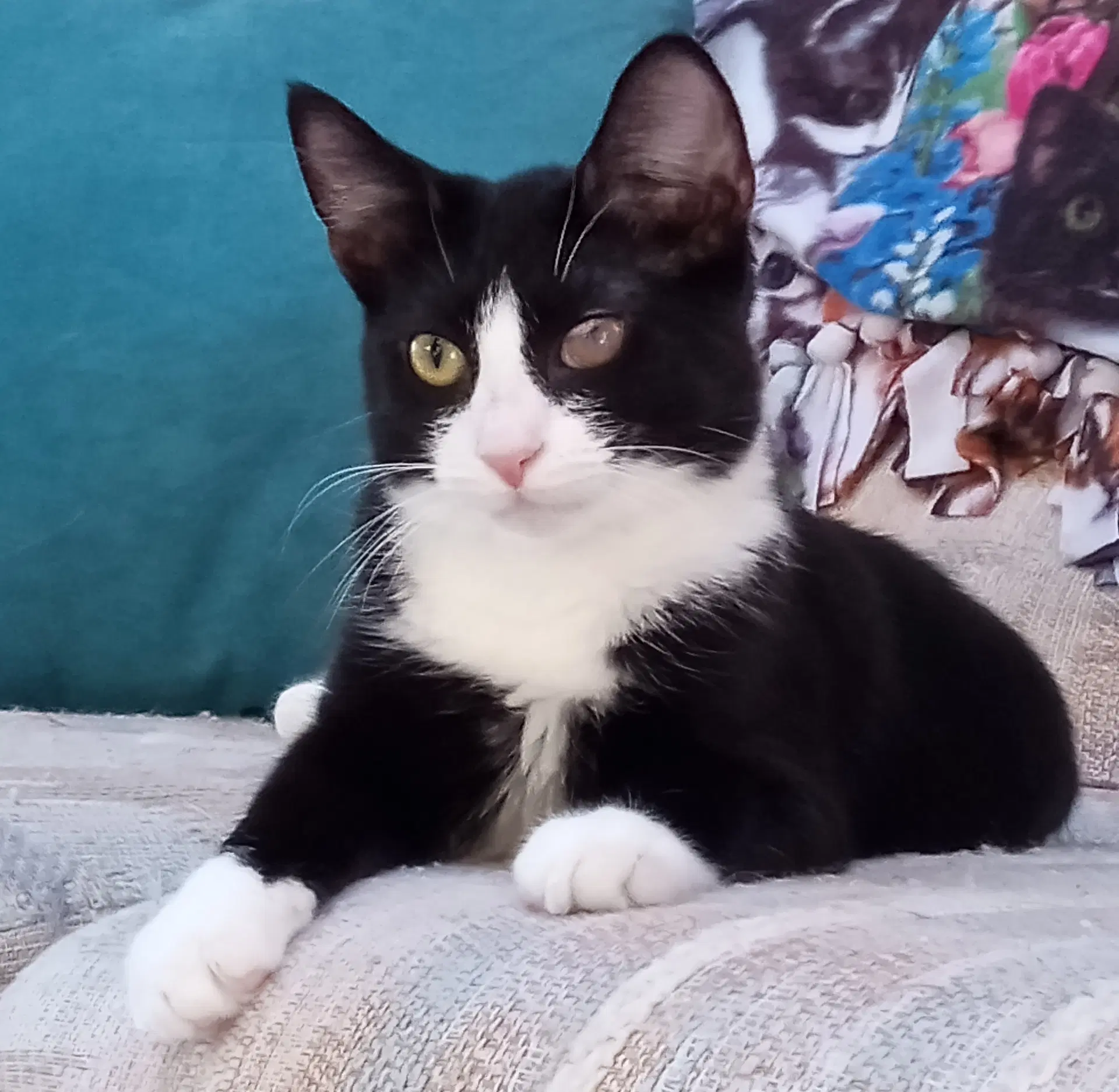 Dragonfly - Domestic Short Hair