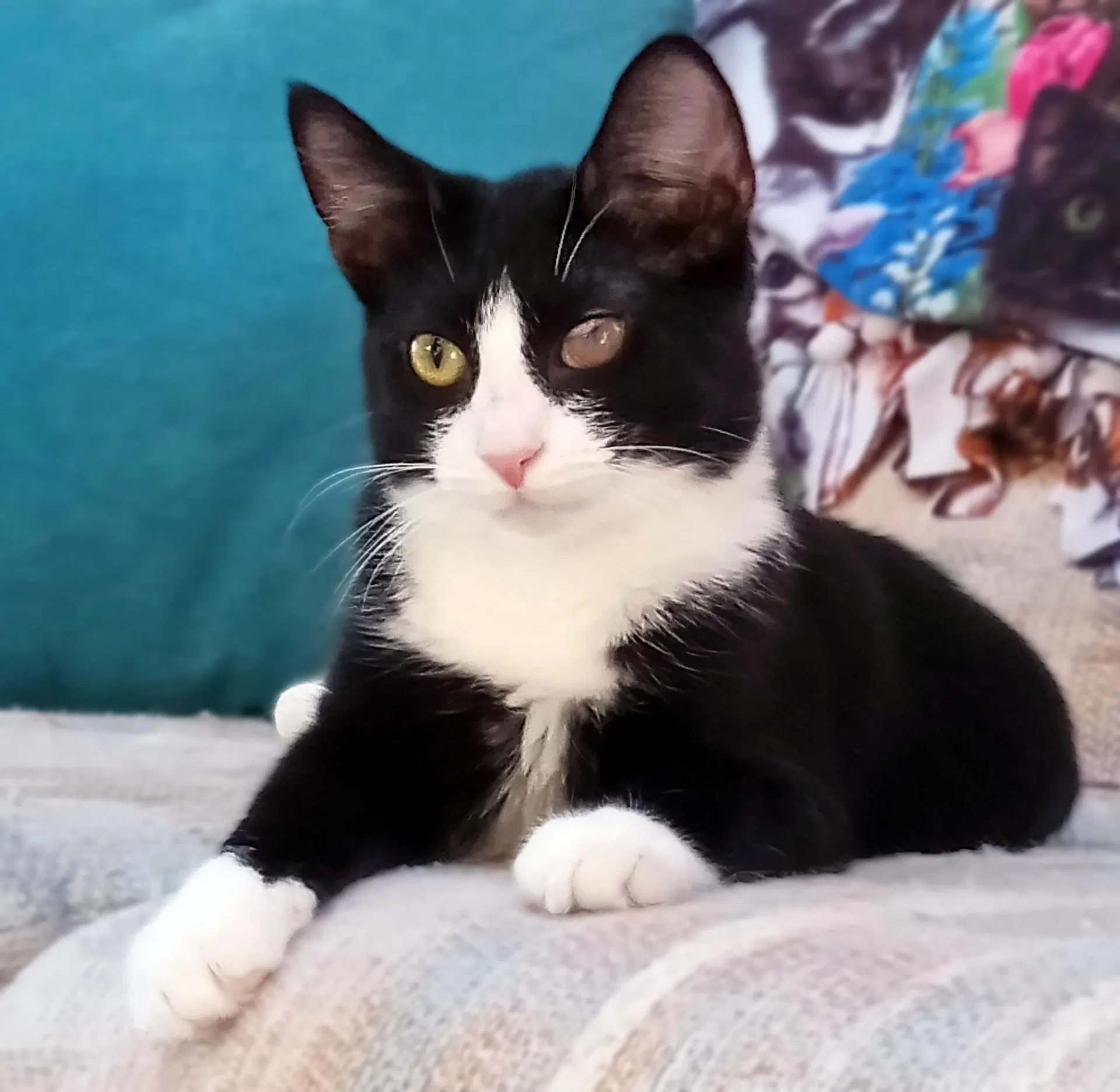Dragonfly - Domestic Short Hair
