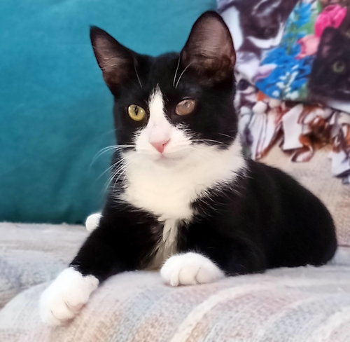 Dragonfly, a cat for adoption from Loving Care Cat Rescue