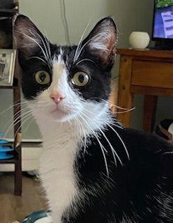 adoptable Cat in Harrisburg, PA named Elowyn (sweet older kitten)