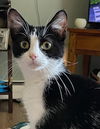 adoptable Cat in harrisburg, PA named Elowyn (sweet older kitten)