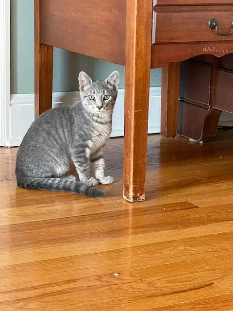 Hawk - Domestic Short Hair