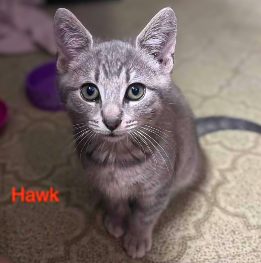 Hawk, photo 4