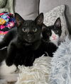adoptable Cat in harrisburg, PA named Edric & Emira (bonded best friends)