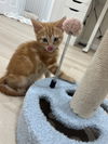 adoptable Cat in harrisburg, PA named Jude