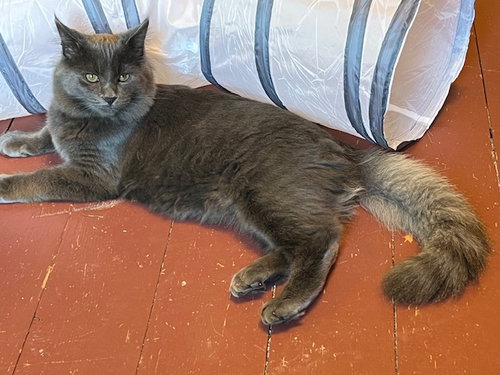 picture of the cat needing adoption
