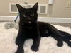 adoptable Cat in , PA named Finn