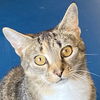 adoptable Cat in spring grove, PA named Joy