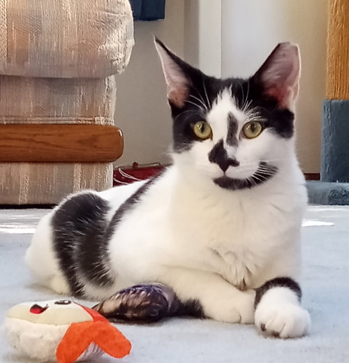picture of the cat needing adoption