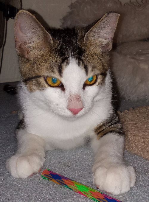 FIREFLY - Domestic Short Hair available for adoption
