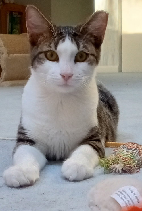 picture of the cat needing adoption