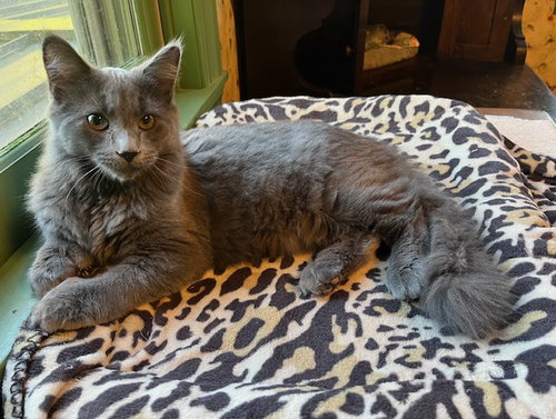 picture of the cat needing adoption