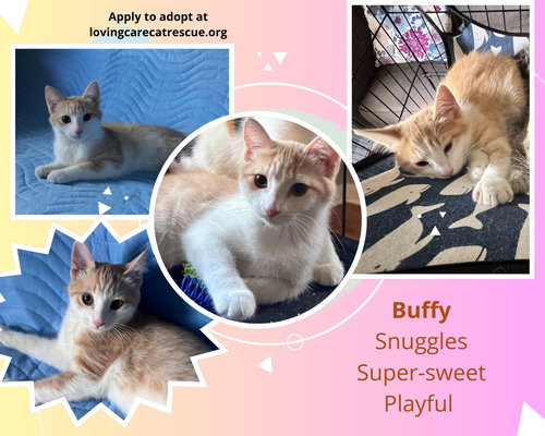 picture of the cat needing adoption